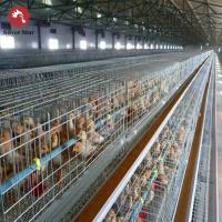 Tipo A Bateria camada gaiolas de frango tipo H-gaiolas de bateria e sistema de reprodução automática