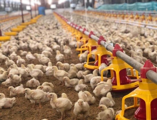 Реактор-размножител фермы расквартировывает мужское оборудование цыпленка бройлера