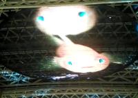 Diodo emissor de luz transparente Mesh Video Wall da cortina DIP347 do diodo emissor de luz de AC85V 7800cd/Sqm