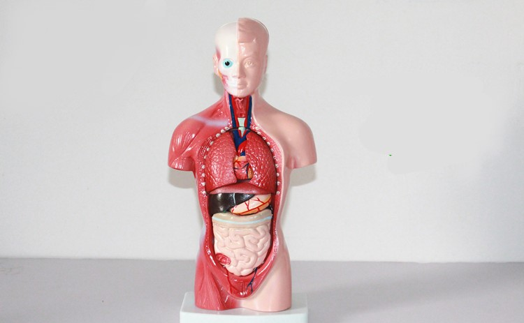 Wholesale Medical Human Trunk Model Manikins For Surgery  Training