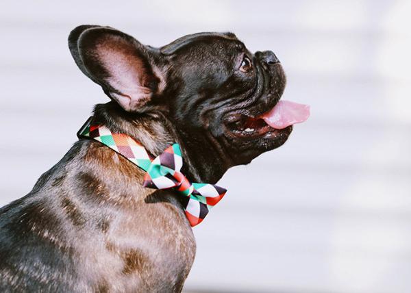 3.94in 10cm Red Rainbow Dog Bowtie Plaid Dog Collar With Bow