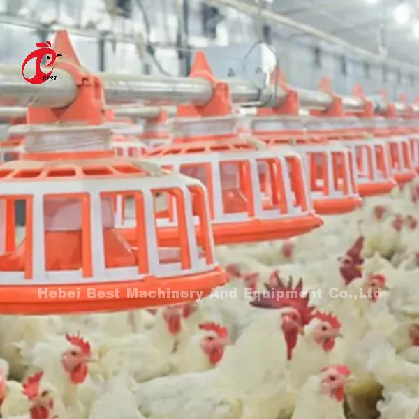 Broiler Poultry Farming 45 Chicken Feeding Line Drinking Line Automatic Equipment Rose