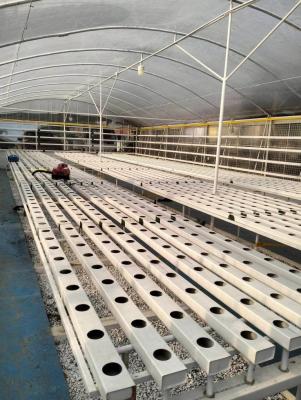 Automatic Temperature Control Hydroponic System for Oxygenation and Manual Monitoring