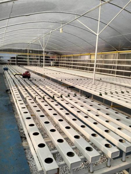 Automatic Temperature Control Hydroponic System for Oxygenation and Manual Monitoring