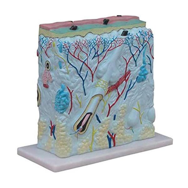 105 Times Enlarged Medical Educational Human Anatomy Skin Model For Students Study 3D View