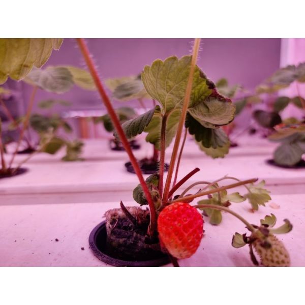 Strawberry Vertical Farming System For Fruits White Food Grade Planting Pvc