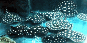 Интерес стерилизатора нержавеющей стали ультрафиолетов для водоочистки бассейна