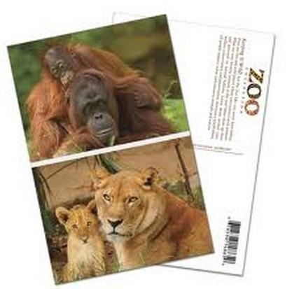 PLASTIC LENTICULAR custom lenticular postcards pp pet 3d lenticular postcard pricing lenticular postcards for sale