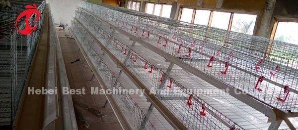 Poultry Farm Broiler Chicken Cage 3 Tiers , A Type Battery Cage For Broilers Doris
