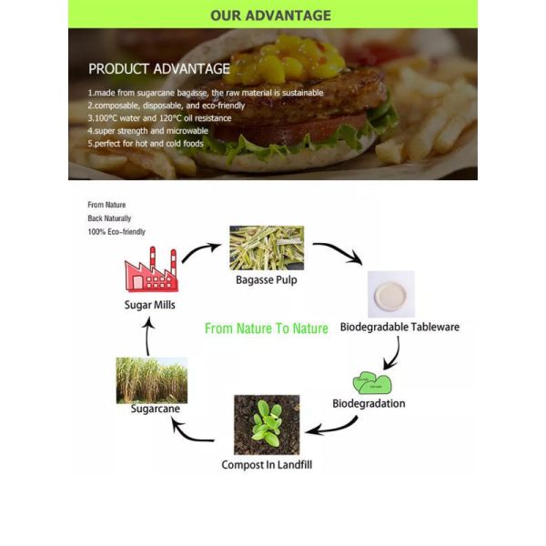 245mm Disposable Food Packaging Containers FSC Environmental Protection Tableware