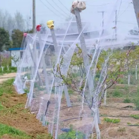 2.5cm Anti Bird Net For Fruits And Vegetables Protection