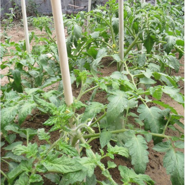 6.9mm 7.9mm 8.5mm 9.5mm Diameters Flexible Plastic Sticks Fiberglass Plant Support Sticks