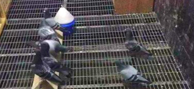 Коррозионностойкая плита решетки загородки пола решетки металла для конструкции клетки гусыни