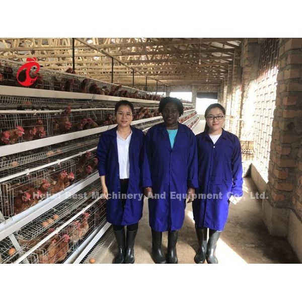 Система клеток с батареями 3 или 4 уровня для 500-1000 птиц