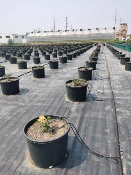 Plastic Greenhouse Drip Irrigation System 3/5mm Dimater for Precise Water Distribution