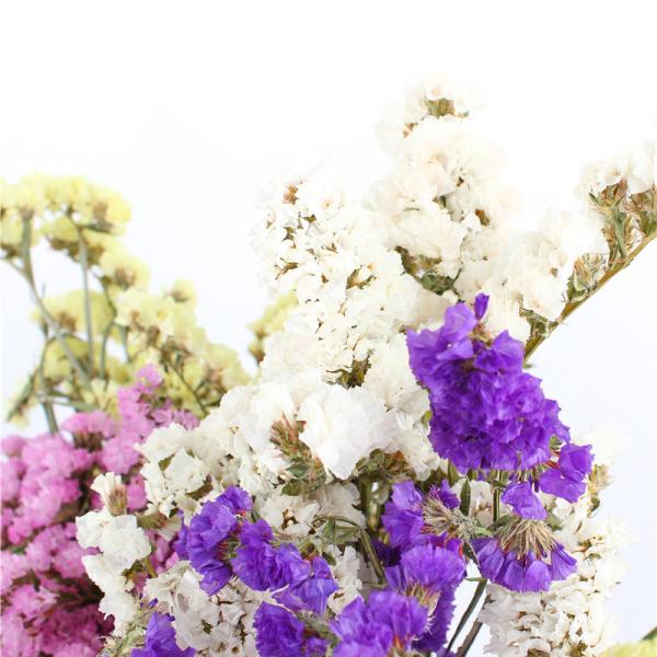 Forget Me Not Limonium Statice Flower , Everlasting Preserved Fresh Flower