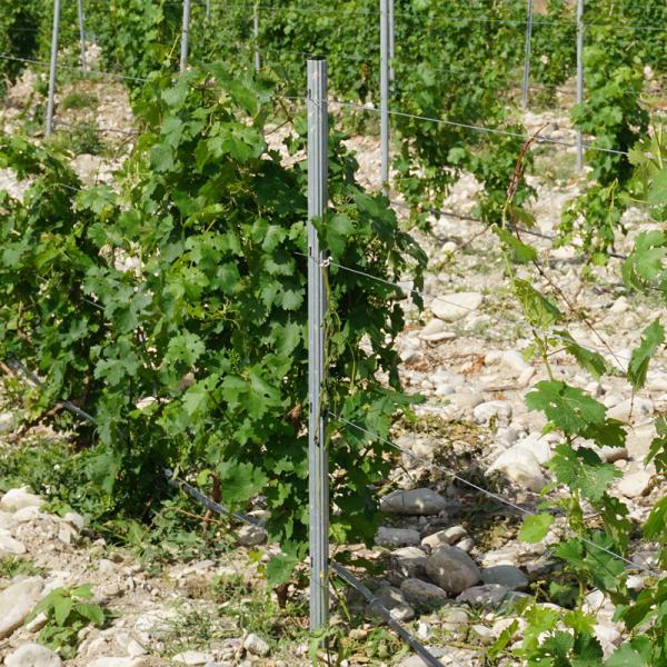 2.4m 2.5m Galvanised Steel Vineyard Posts Substitute Of Cement Posts And Wooden Posts