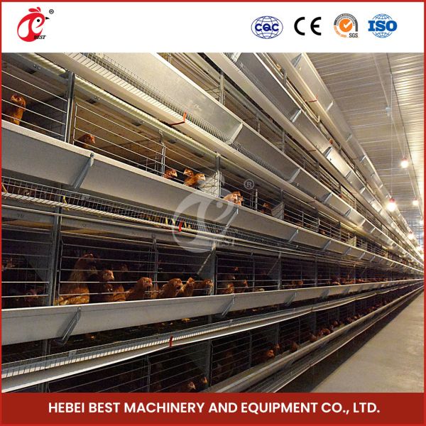 Turnkey Project H Type Automatic Chicken Cage Equipment For Layers Broilers Chicks Star