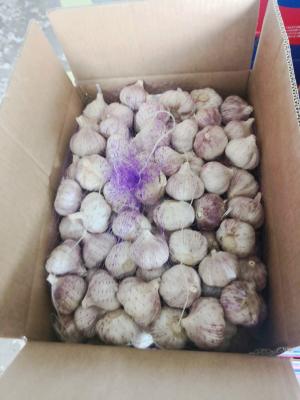 5.5cm Normal White Natural Fresh Garlic Reducing Bacteria