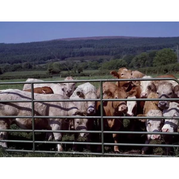 Custom Steel Structure Poultry House with Quick Installation