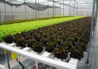Sistemas hidropónicos comerciales de NFT de alta densidad