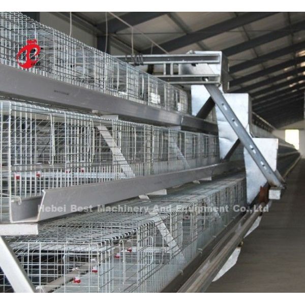 Système de cage de poulet à viande de type A ou H stable, cage de poulet entièrement automatique