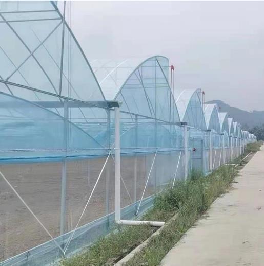Sawtooth Roof Multi Span Plastic Film Greenhouse Width 6m 8m 9m