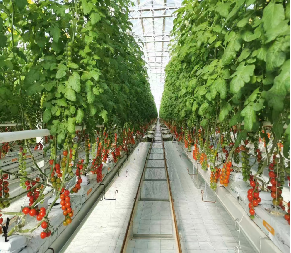 Agriculture Tomates et cerises Serre légumes Serre anti-corrosion