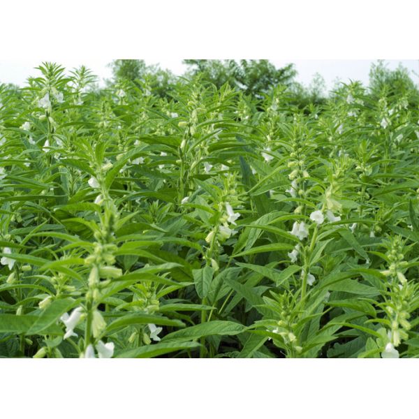 Selected White Sesame Seeds Natural Agricultural Products Seasoning Ingredients