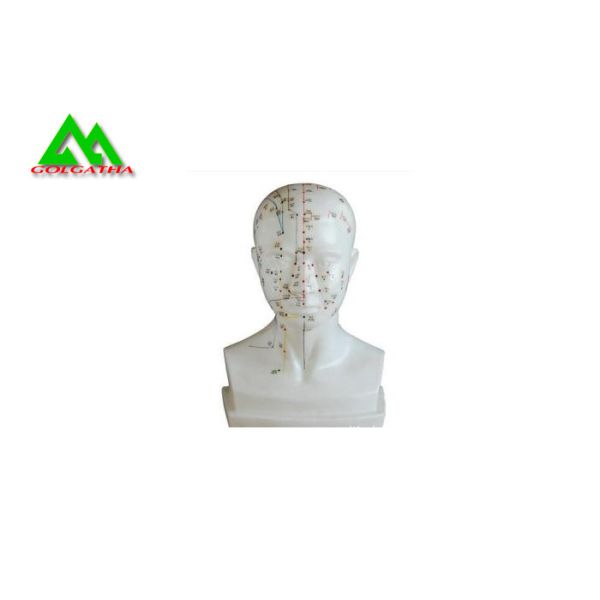 Human Head Section Medical Teaching Models Eco Friendly Allergy Free
