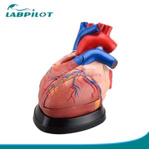 Human Anatomical Model