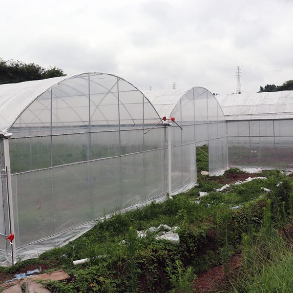 High Tunnel Multi Span Greenhouse Plastic PE Film For Strawberry