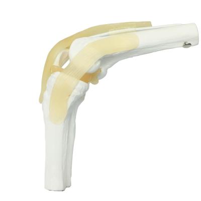 Ligamentos & Stand Base de exibição de tamanho de vida Melhor ferramenta médica Clínica Demonstração Crianças Aprendizagem Educação Modelo da articulação do joelho