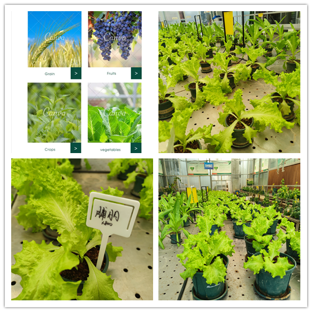 Calcium In Calcium Amino Acid Chelate Fertilizers Providing Targeted Nutrient Supply To Banana Plants Improving Growth Vigor And Fruit