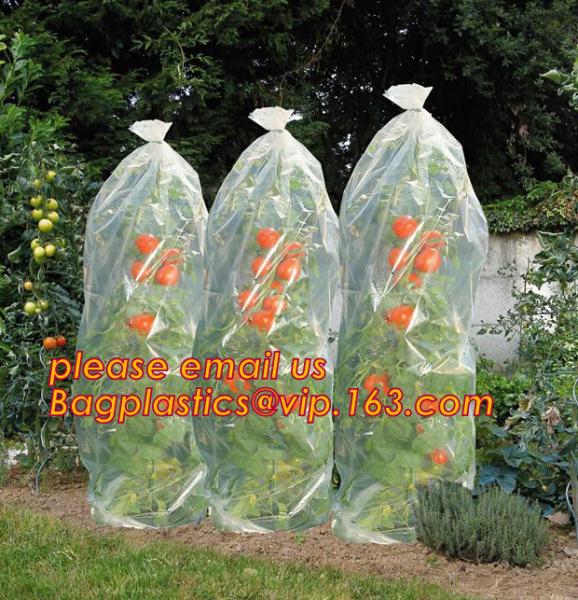 Greenhouse, Agricultural Polyethylene Film, Mulch Films, Horticultural Products, Perforated Wrap, Tomato, Flowers