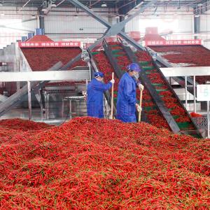 Ligne de séchage du poivre chaud machine automatique de séchage de piment pour