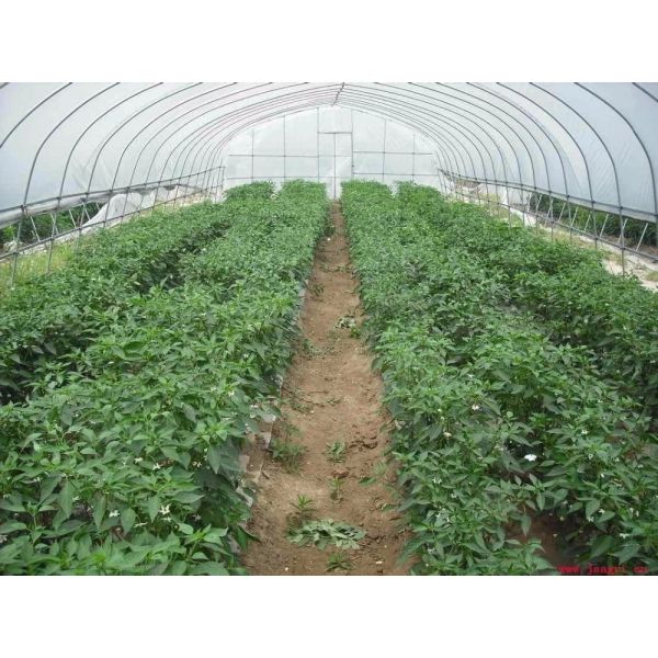 Armação de aço alta agrícola da estufa da barraca da aro para o crescimento do tomate