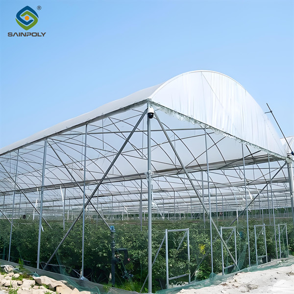 Single Span Greenhouse Metal Frame Greenhouse For Blueberry Production