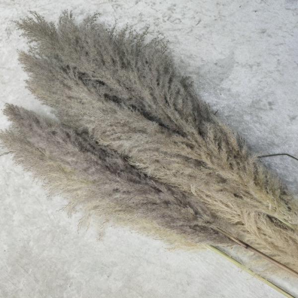 1.5M Beige Tall Bulk Dried Natural Pampas Grass Decor