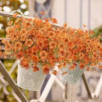 Les décorations extérieures des fêtes, les plantes d'automne, les feuilles artificielles d'eucalyptus, les violettes d'eucalyptus, les marguerites, décorent la cour.