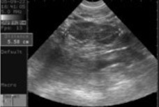 Escáner digital de ultrasonido veterinario