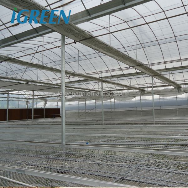 Large Multi-Span PE Film Greenhouse with Single Layer for Hydroponic Tomato Plant Growth