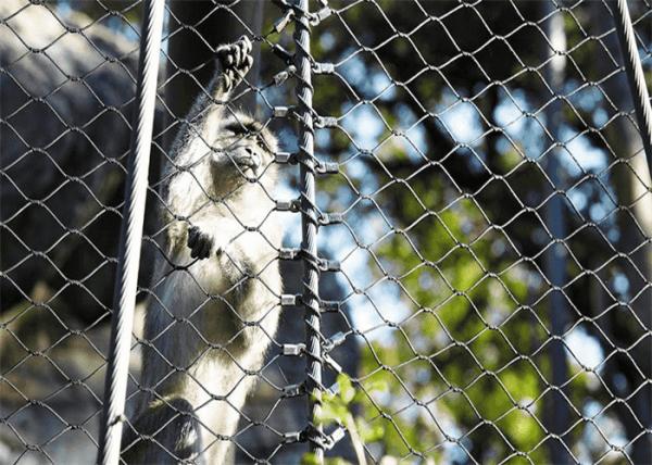 Ferruled Black Oxide Cable Mesh 7X7 Stainless Steel Monkey Flexible Metal Netting