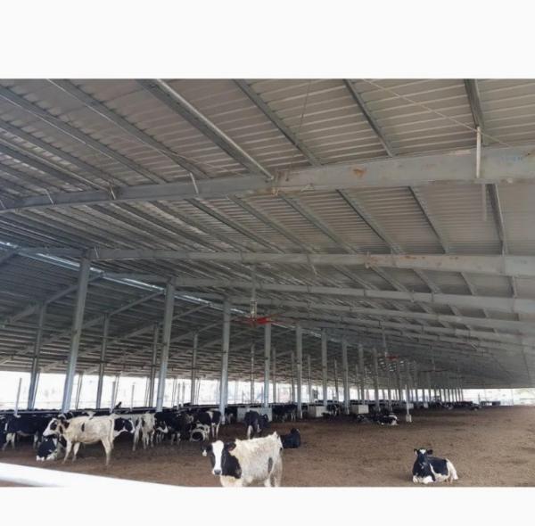 Steel Structure Prefab Poultry House Wind Resistant Pre Engineered Steel Cowshed