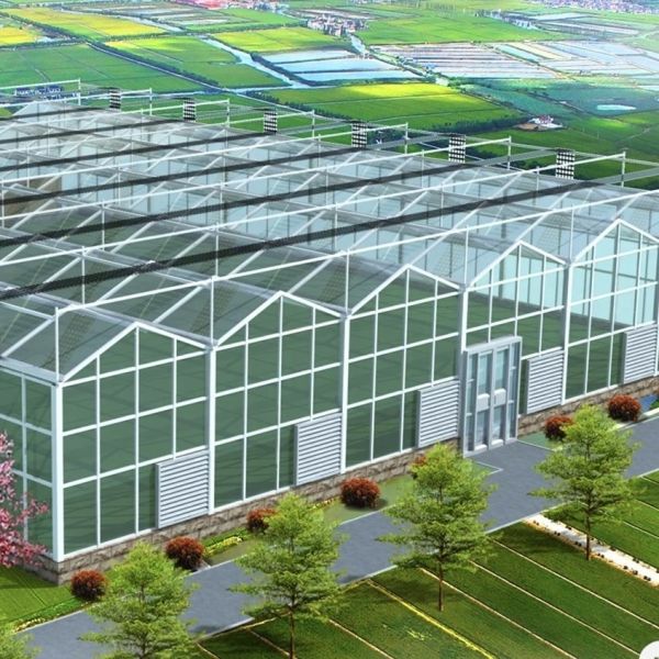Steel Structure Glass Greenhouse for Vegetable Growth Large and Multi-Functional
