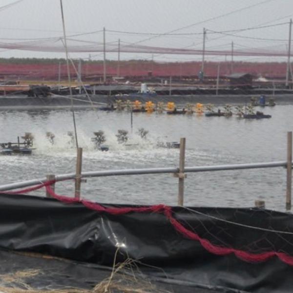 HDPE Geomembrane Artificial Pool Fish Pond Lake Tank Liner for Onsite Training Service
