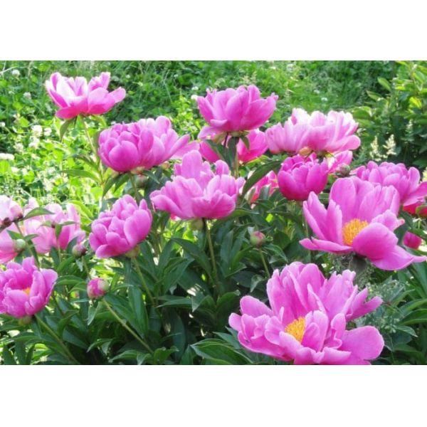 Purgation Medicinal Chinese Herbal Medication Red Peony New Havested Dried