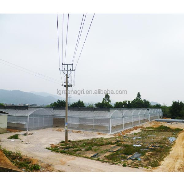 IGreen Agricultural Greenhouses Large Panda Film Greenhouse Suitable for All Climates