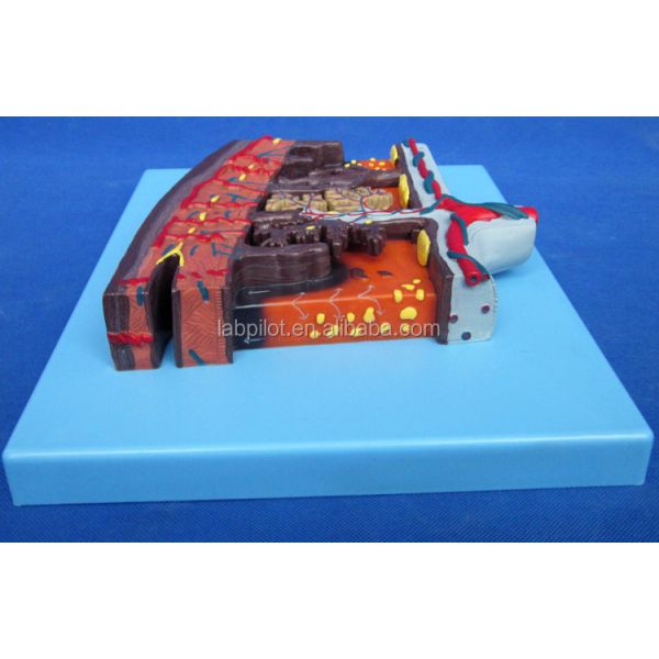Vivid Placenta Model 3D Placenta Tissue and Umbilical Cord for Anatomy Demonstrations