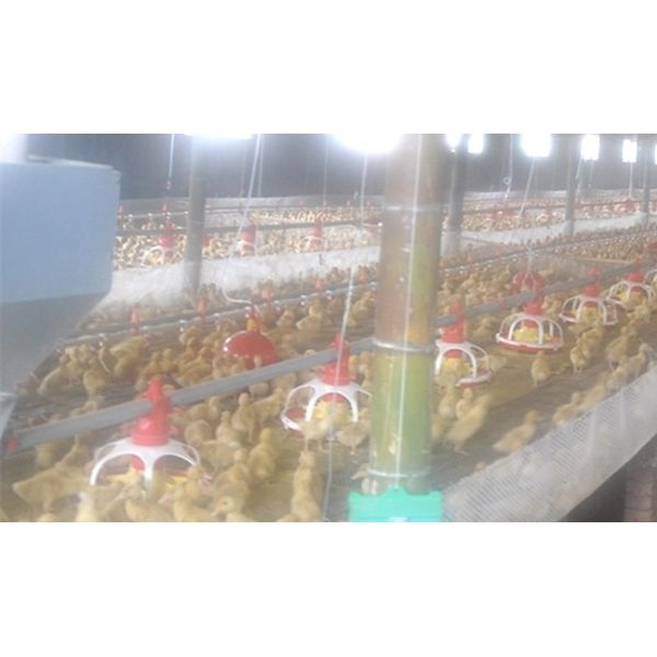 Al-Zn Coating 1.5mm Automatic Duck Feeder For Farm House Equipment